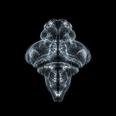 FishBrain reference brain